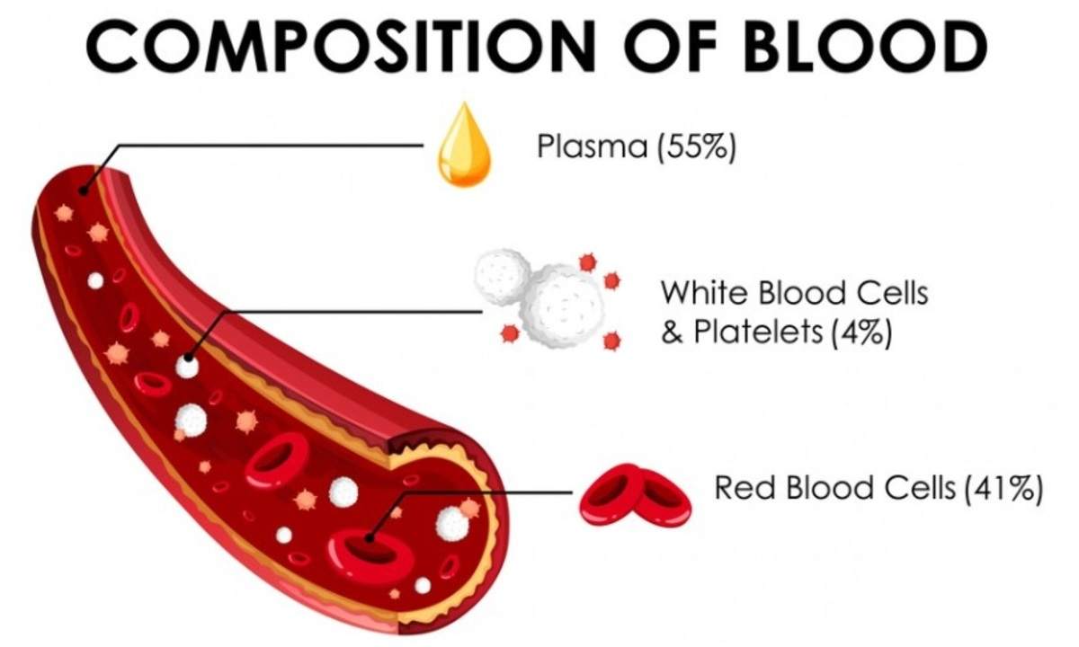 5 Cara Membersihkan Pembuluh Darah Tanpa Obat, Nomor 4 Membuat Tubuh Lebih Baik