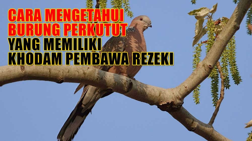 3 Cara Mudah Mengetahui Burung Perkutut Menyimpan Khodam Pembawa Rezeki, Salah Satunya Lewat Mimpi 