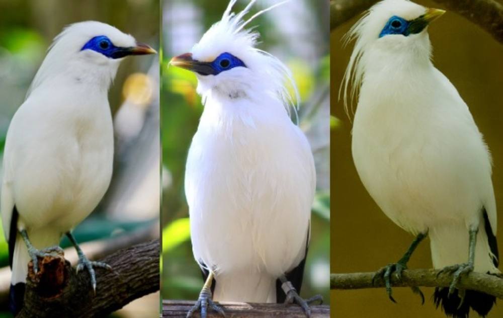 Diburu Pecinta Burung, Satwa Endemik Bali Ini  Kecantikannya Gak Kaleng-kaleng