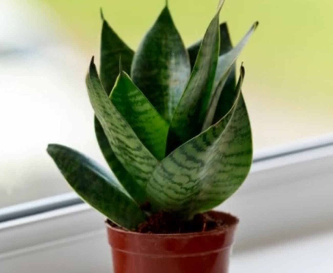 Silahkan Pilih! 6 Jenis Tanaman Hias yang Bisa Mengusir Jamur