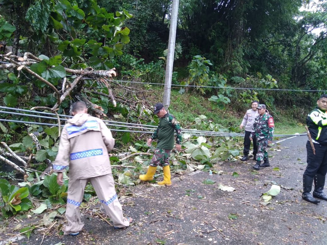Jalan Lahat-Pagaralam Tertutup Pohon Tumbang, ini Yang Dilakukan Babinsa Pulau Pinang 