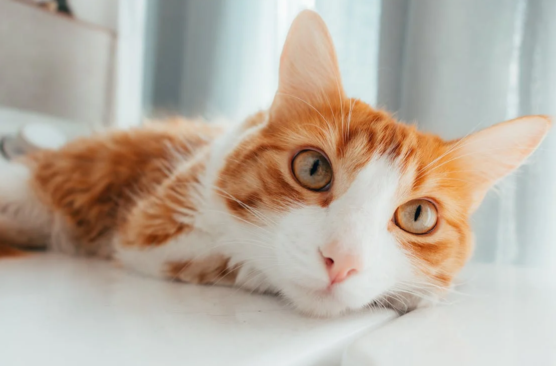 Penyebab Kucing Suka Menggigit Leher Kucing Lain, Alasannya Karena Hal Ini
