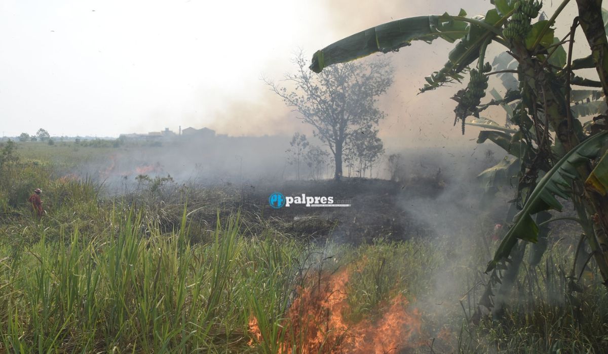 Daerah Paling Sering Terjadi Kebakaran Hutan dan Lahan, Waspada Kemarau Lebih Kering!