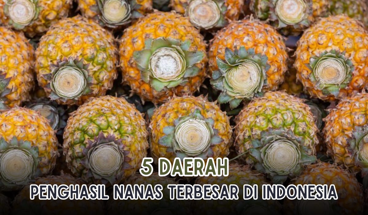 4 Daerah Ini Penghasil Nanas Terbesar di Indonesia, Lampung Juaranya, Prabumulih Nomor Berapa?