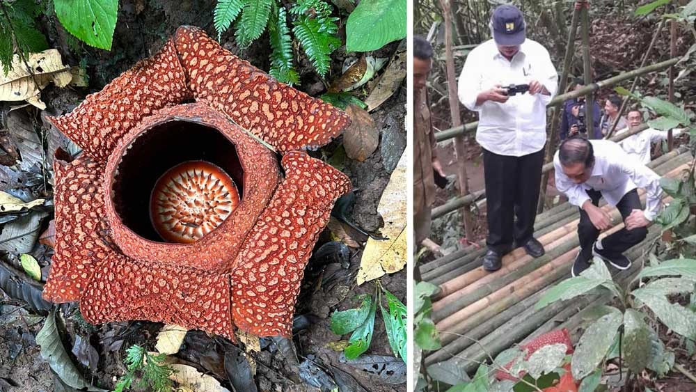 Presiden Jokowi Sempat Berhenti Melihat Bunga Rafflesia Arnoldi