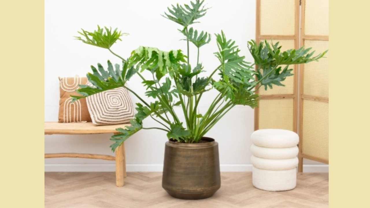 Tanaman Hias Unik Ini Wajib Ada Saat Lebaran, Simpel Tapi Bikin Rumah Mewah!