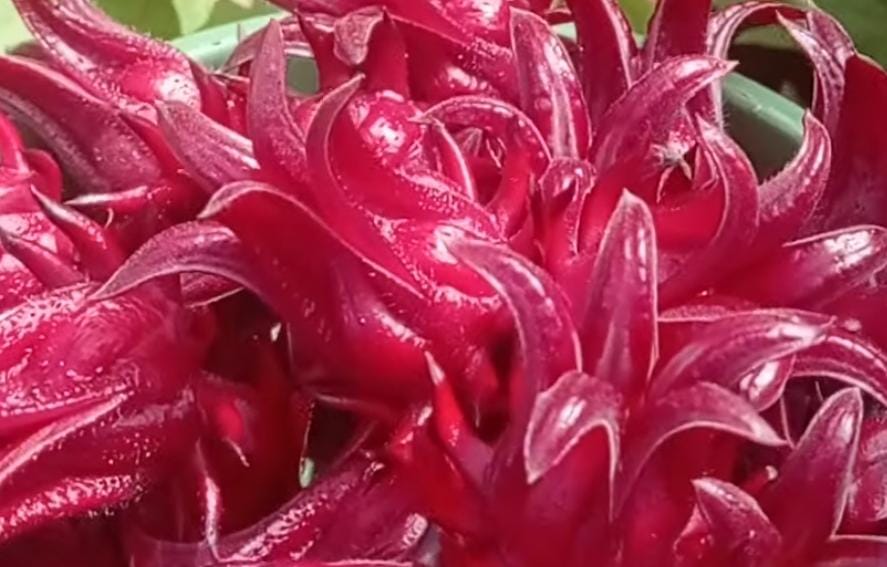 Ternyata Manfaat Bungan Rosella Bisa Mengurangi Kolesterol 