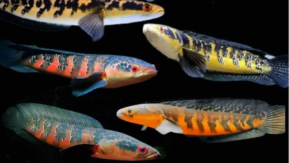 7 Jenis Ikan Hias Channa dengan Corak Menawan dan Harga Fantastis, Nomor 3 Keindahan Motif Garis Hitam