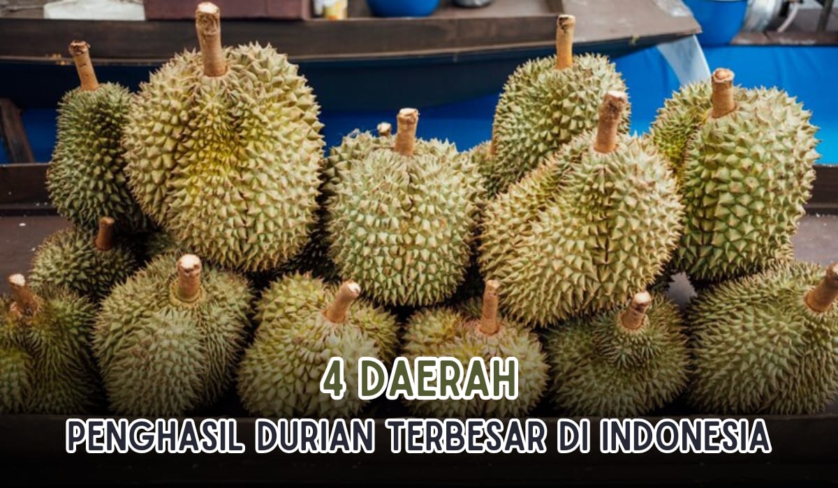 Kampung Duriannya Indonesia! Ini Dia, 4 Daerah Penghasil Durian Terbesar di Indonesia