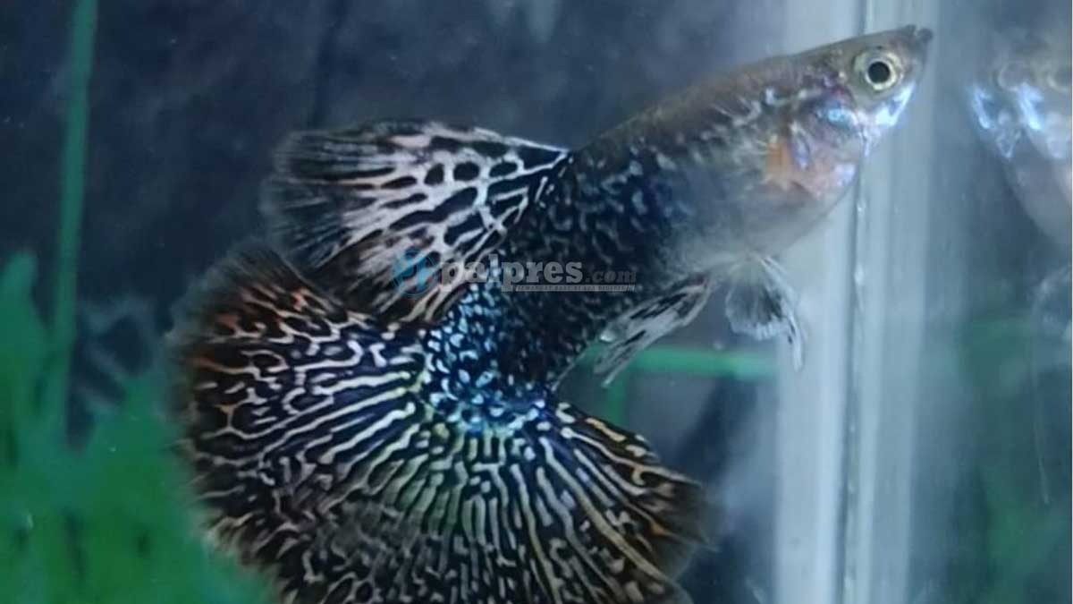 Jangan Ngaku Pecinta Ikan Guppy, Jika Belum Tahu 7 Masalah Umum saat Memelihara Ikan Ini