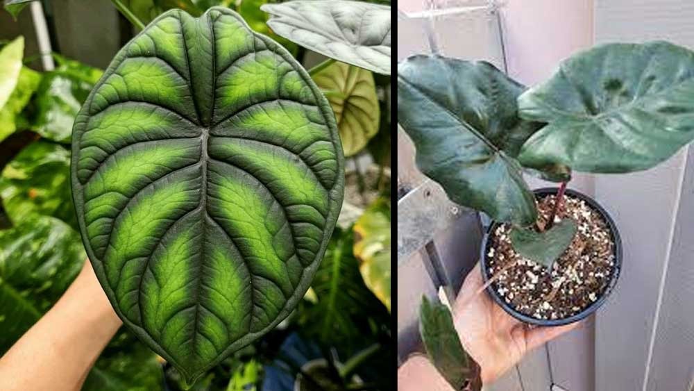 Memiliki Daun yang Indah, Ini 5 Jenis Tanaman Hias Alocasia Paling Populer