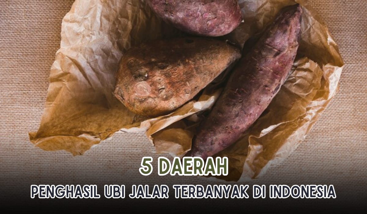 Jawa Mendominasi, Ini 5 Daerah Penghasil Ubi Jalar Terbesar di Indonesia, Produksi Capai 500 Ton Per Tahun!