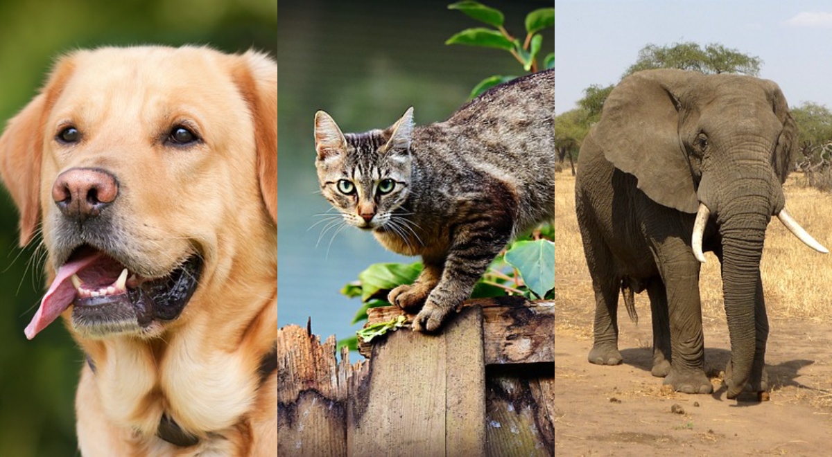 6 Hewan yang Dapat Mengetahui Datangnya Bencana, Yuk Pelihara di Rumah!