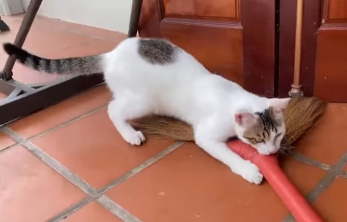 3 Cara Jitu Mengatasi Kucing Supaya Tidak Menggigiti Barang di Rumah 