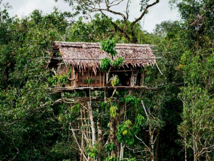 Unik dan Keren, Ini Lho Rumah Pohon Suku Korowai di Hutan Papua yang Menakjubkan