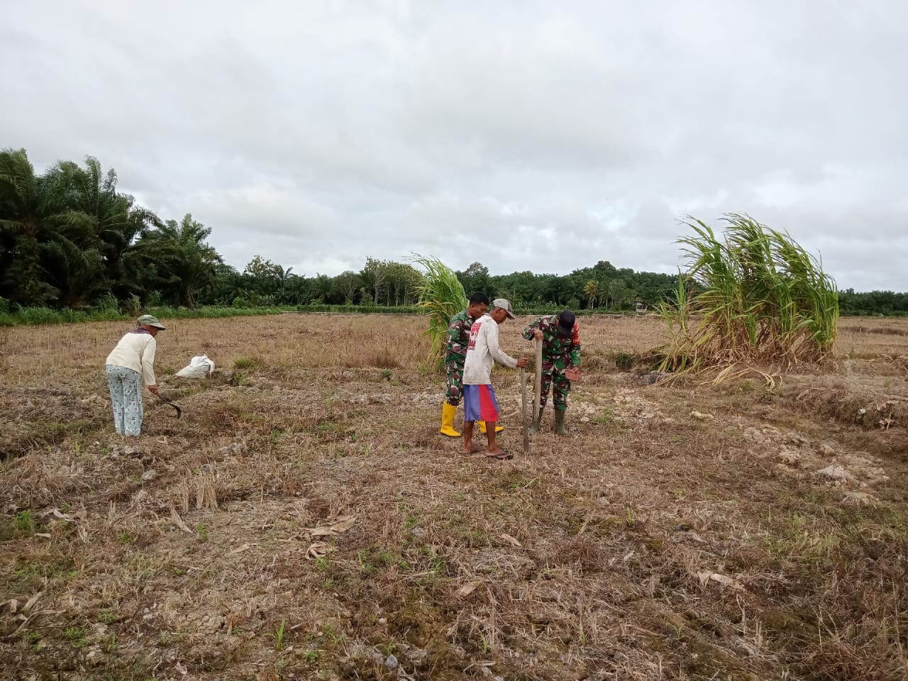 Babinsa Bantu Petani Tanam Jagung