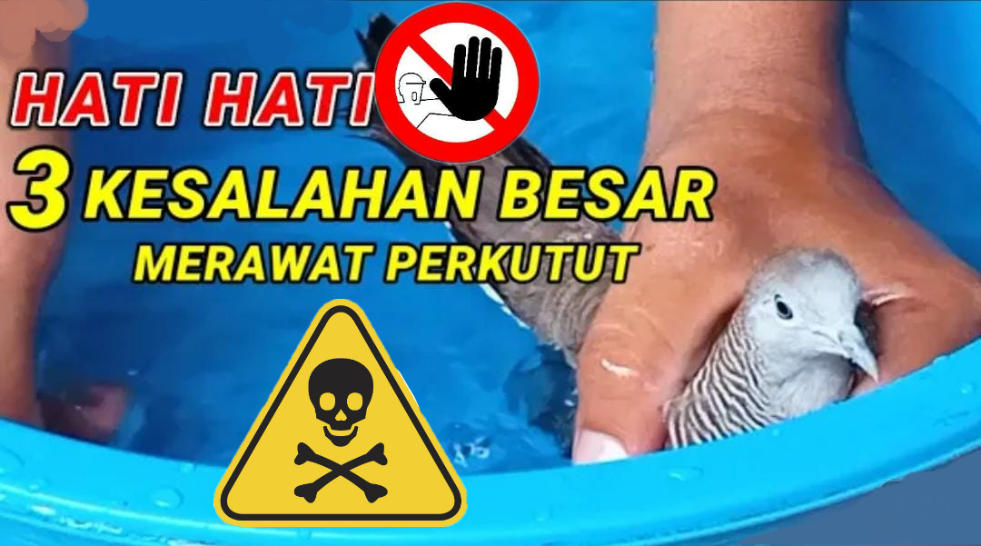 Hati-Hati Pemula Harus Tau, Inilah 3 Kesalahan Besar Merawat Burung Perkutut