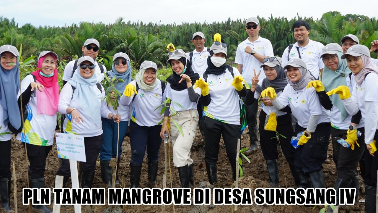 Tanam Mangrove di Desa Sungsang IV Banyuasin, Cara Cerdas PLN Dukung Pelestarian Lingkungan dan Ekosistem Rawa
