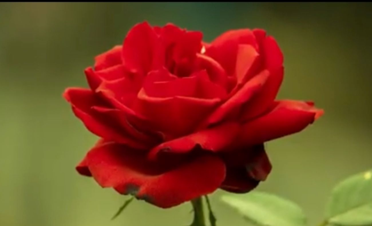 Inilah 5 Jenis Bunga Mawar yang Paling Populer 