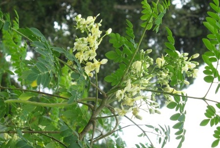 Emang Iya Daun Kelor Bisa Menangkal Ilmu Hitam? Yuk Intip Mitos dan Faktanya di Sini