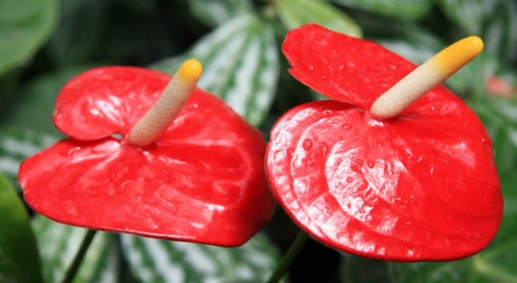 7 Jenis Tanaman Hias Anthurium Paling Populer di Indonesia, Ada Berwarna Merah Terang 