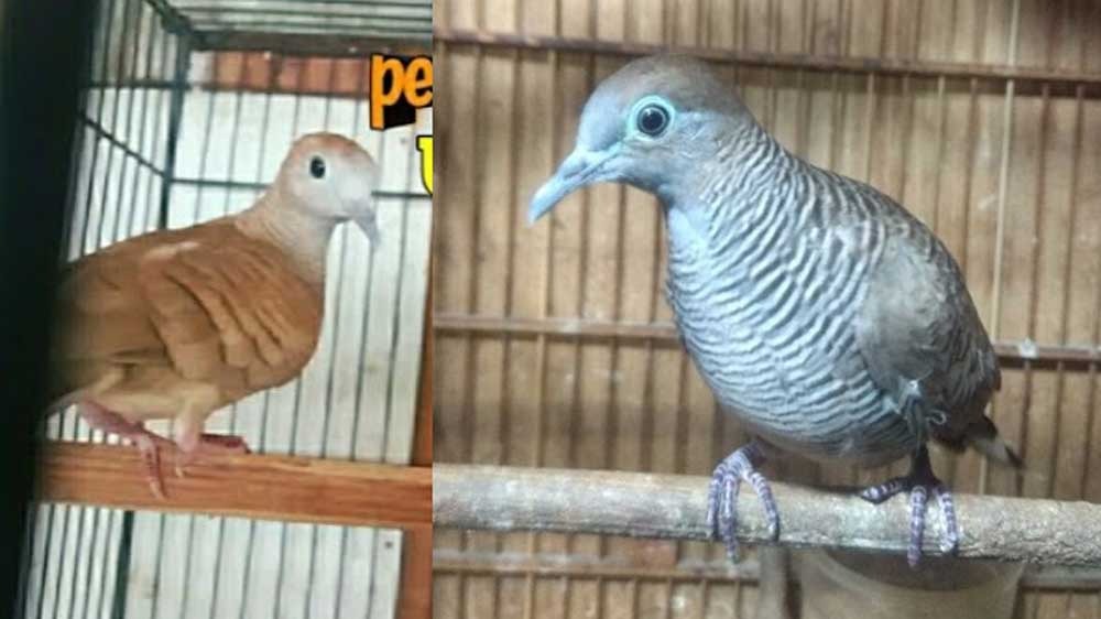 Cek Peliharaanmu, 2 Jenis Burung Perkutut Ini Tergolong Langka dan Paling Mahal