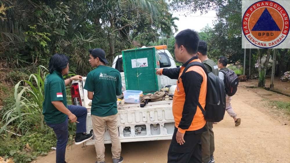 BPBD Muba Evakuasi Seekor Siamang di Desa Keramat Jaya,  Begini Prosesnya