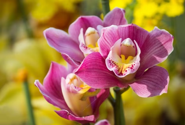 Ingin Hasilkan Bunga Anggrek yang Berkualitas dan Memiliki Warna Indah? Yuk Ikutin Caranya di Sini