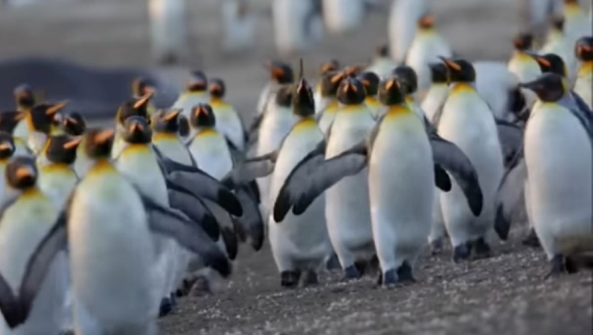 7 Fakta Unik Pinguin, Lapisan Lemak Tubuhnya Bisa Jadi Sumber Energi