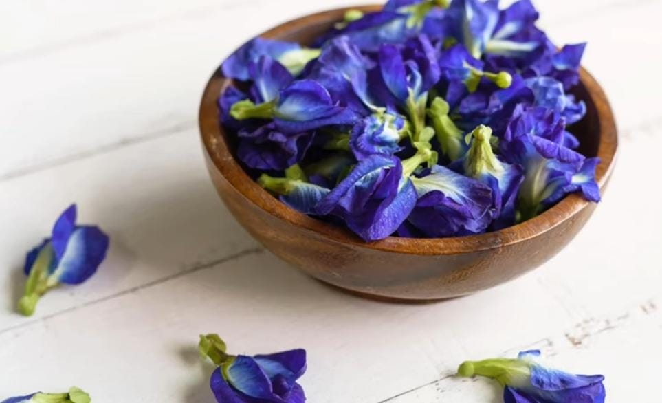Ini 5 Manfaat Bunga Telang untuk Kesehatanmu