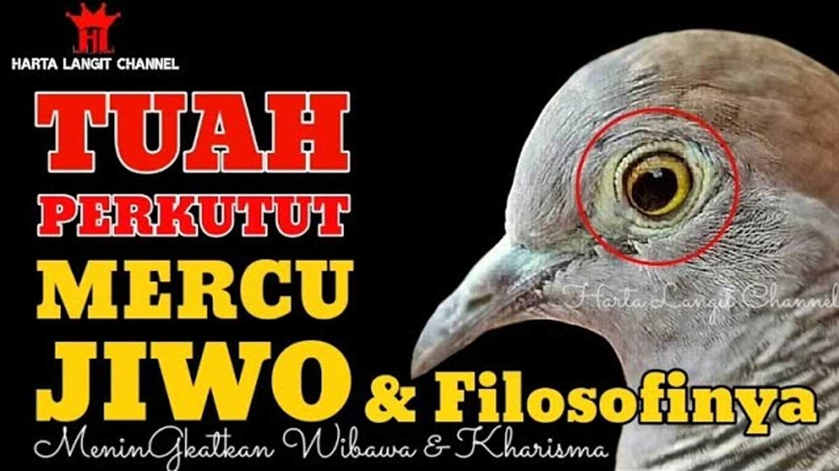 Mampu Mendatangkan Rejeki Berlimpah kepada Pemiliknya, Katuranggan Langka Ini Diburu Kolektor Burung