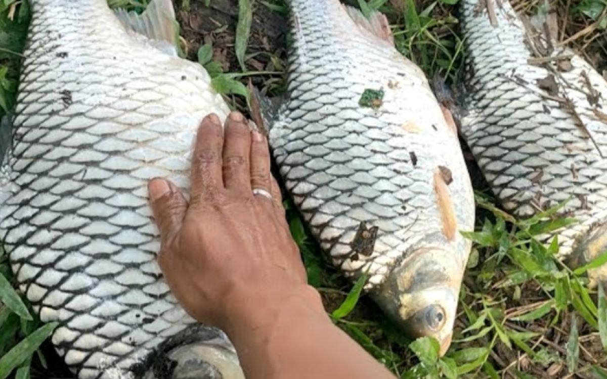 4 Jenis Umpan Ikan Tawes Paling Jitu, Nomor 5 Banyak di Sawah 