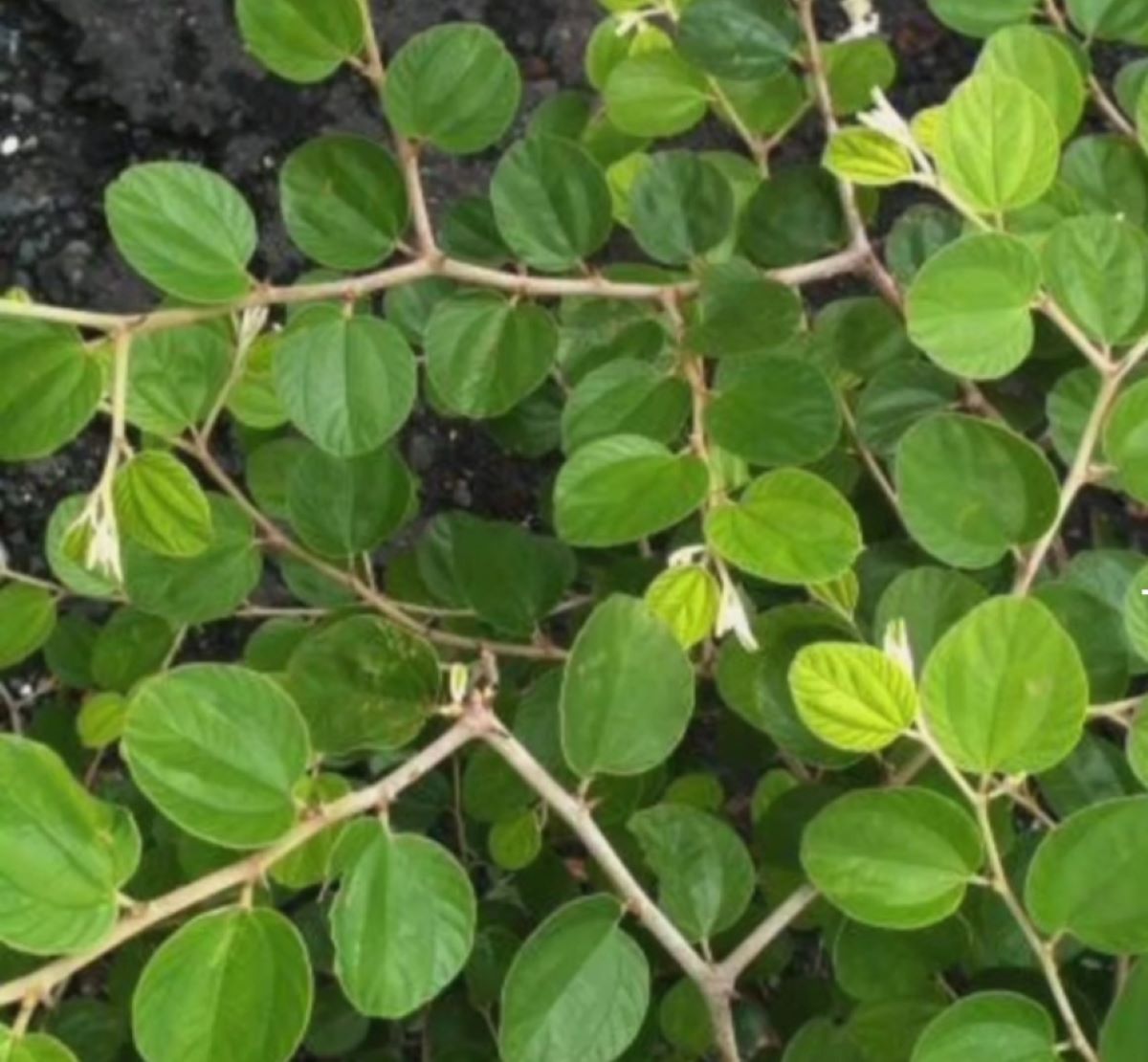 Sebaiknya Anda Tahu! Ini 5 Bahaya Mengonsumsi Daun Bidara Secara Berlebihan