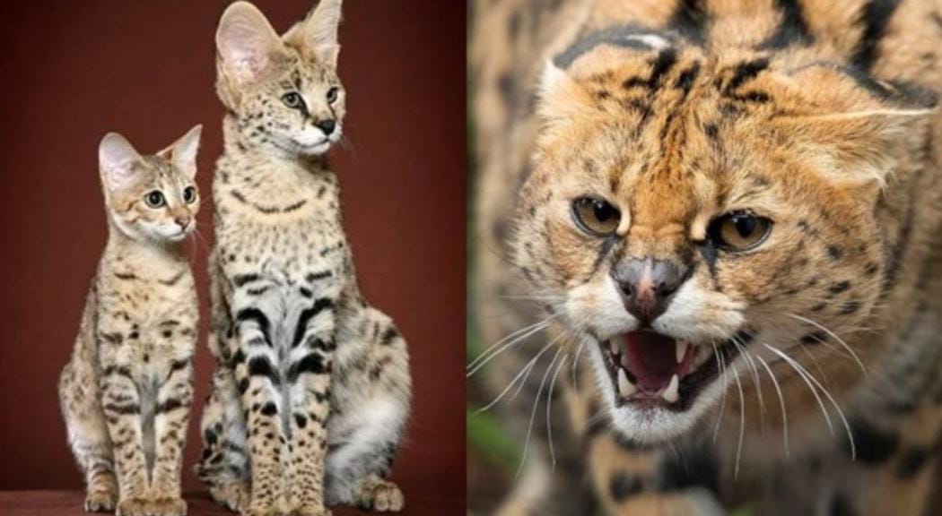5 Ras Kucing yang Mirip Harimau dan Macan Tutul, Aman Dipelihara di Rumah