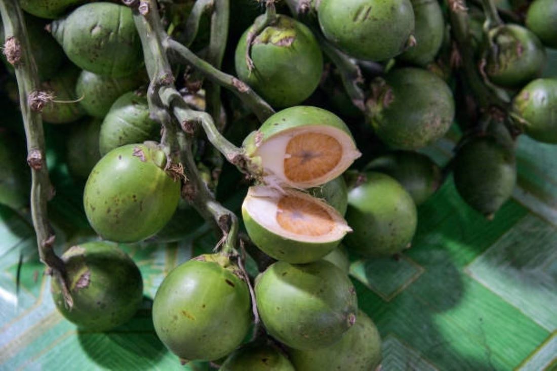 BUKAN RAHASIA! Ini 10 Khasiat Buah Pinang Muda untuk Perempuan