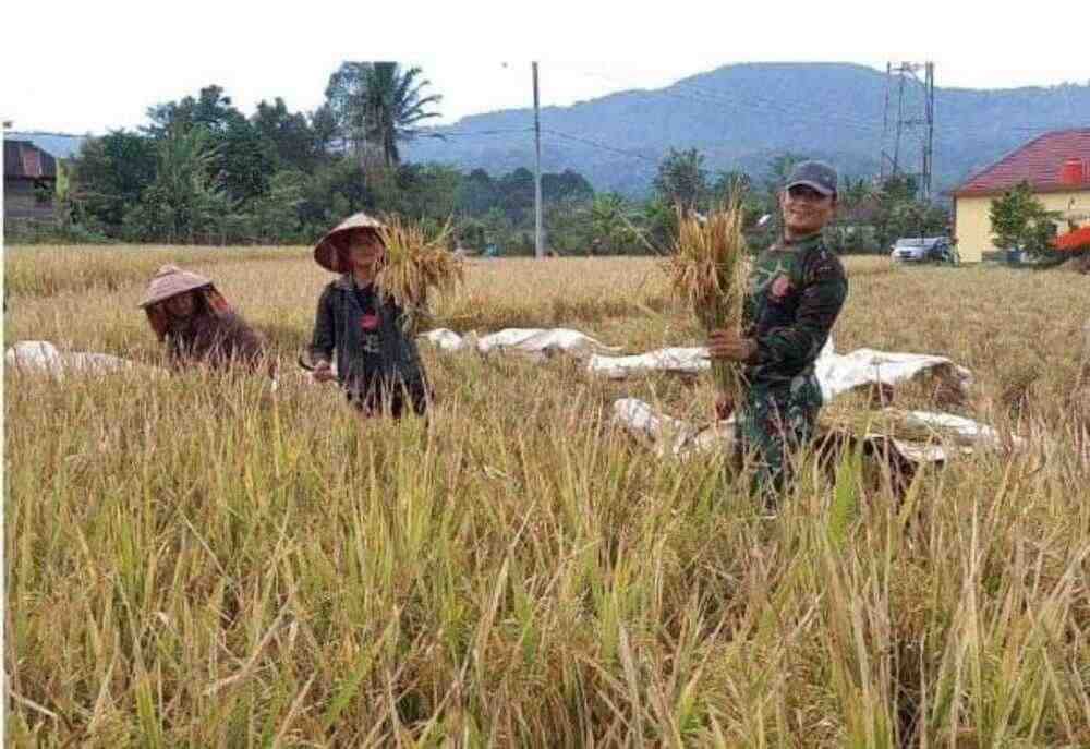 Babinsa Koramil 405-11/TS Bantu Petani Panen Padi