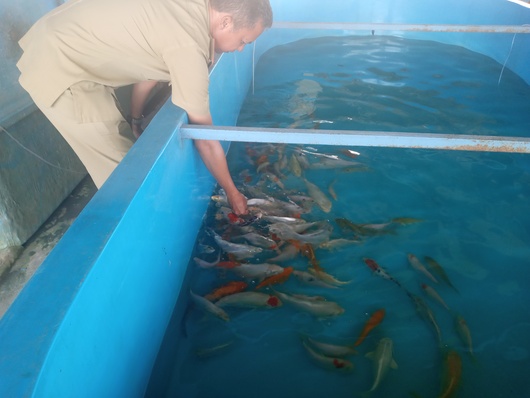Pangsa Pasar Menjanjikan, Dinas Perikanan Kembangbiakan Ikan Hias