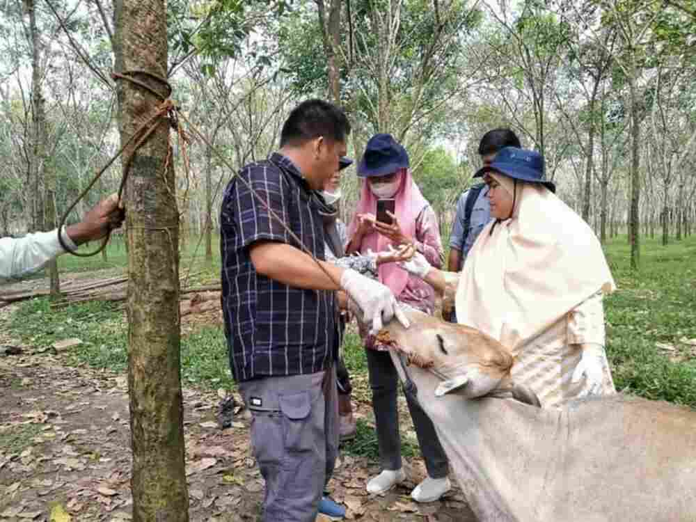 Pemeriksaan Kesehatan Ternak Baru di Empat Kecamatan