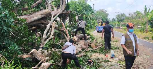 Cuaca Ekstrim, BPBD Imbau Warga Waspada Banjir dan Pohon Tumbang