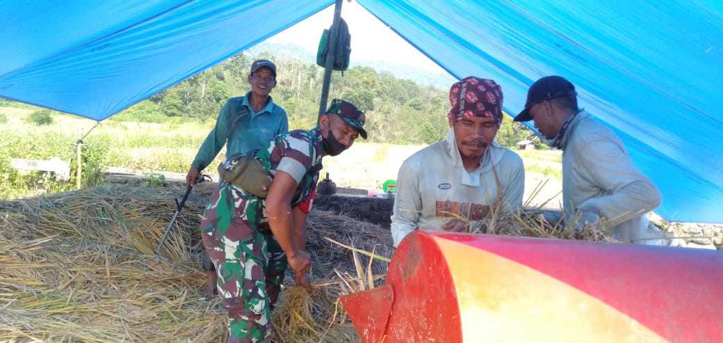 Bantu Petani Panen Padi, Dua Babinsa Lakukan Hal Ini