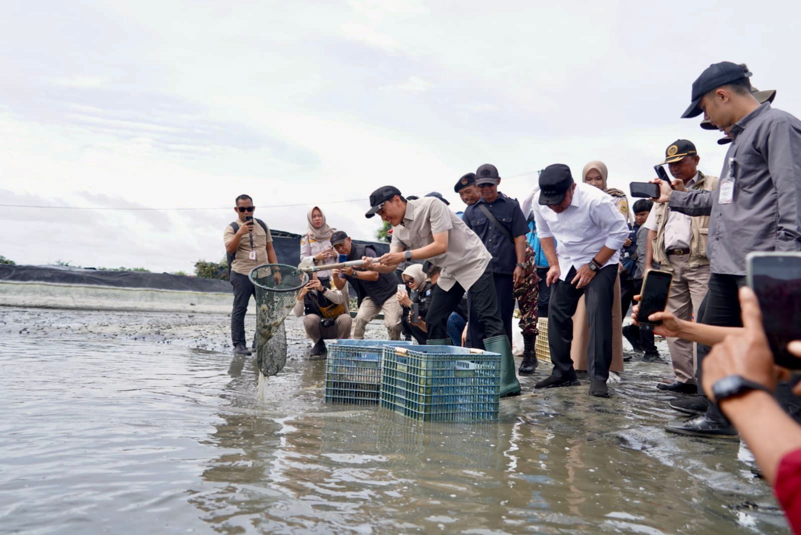 Gubernur Sumsel Bantu Pasokan Listrik Tambak Udang di OKI