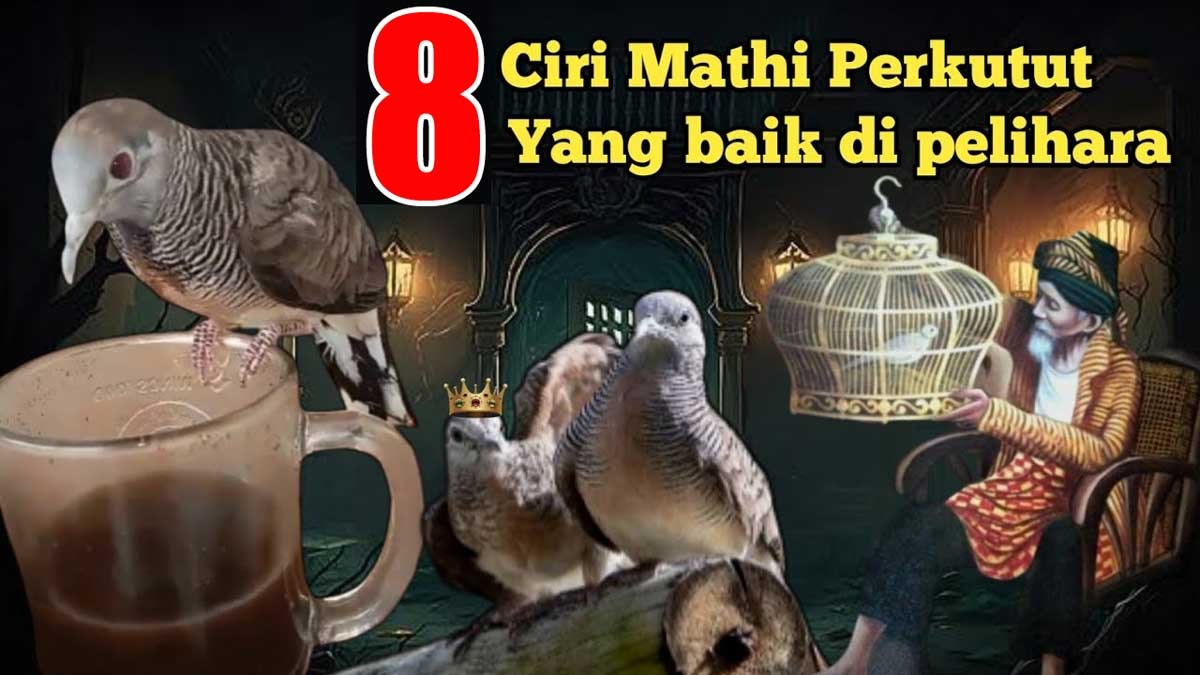 8 Burung Perkutut dengan Ciri Mathi yang Baik untuk Dipelihara, Dipercaya Bawa Rezeki dan Keberuntungan