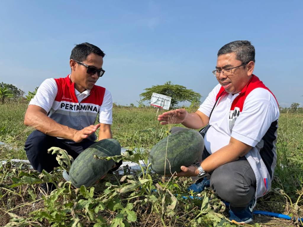 Jalankan Program Agrosilvopastura, Pertamina EP Cepu Panen Perdana Buah Semangka