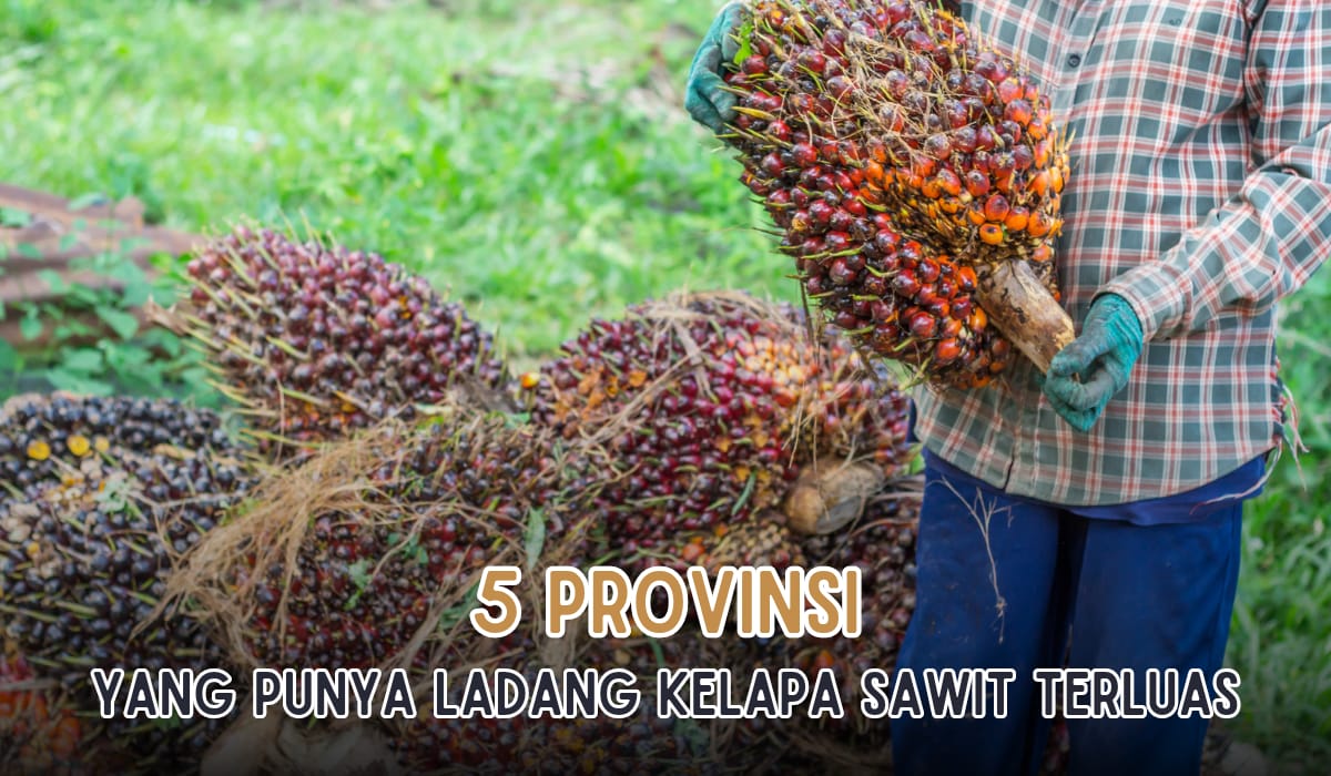 5 Provinsi Penghasil Ladang Kelapa Sawit Terluas yang Ada di Indonesia, Sumsel Masuk Daftar