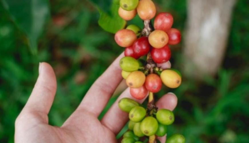 Silahkan Dicoba! Ternyata Ini 8 Manfaat Kopi Bagi Kesehatan Rambut Anda