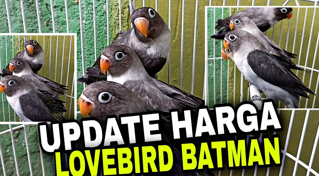 Harga Tembus Jutaan Rupiah, Inilah Alasan Burung Lovebird Batman Mahal dan Sangat Dicari Kolektor