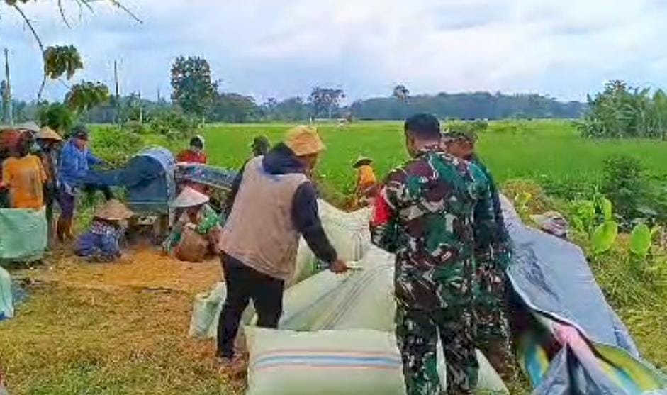Bulog Lubuklinggau Serap 720 Ton Gabah Petani Musi Rawas di Awal 2026