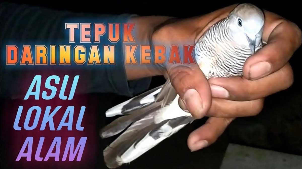 Memiliki Energi yang Baik sebagai Penarik Rezeki, Perkutut Jenis Ini Idaman Para Pengusaha dan Pedagang