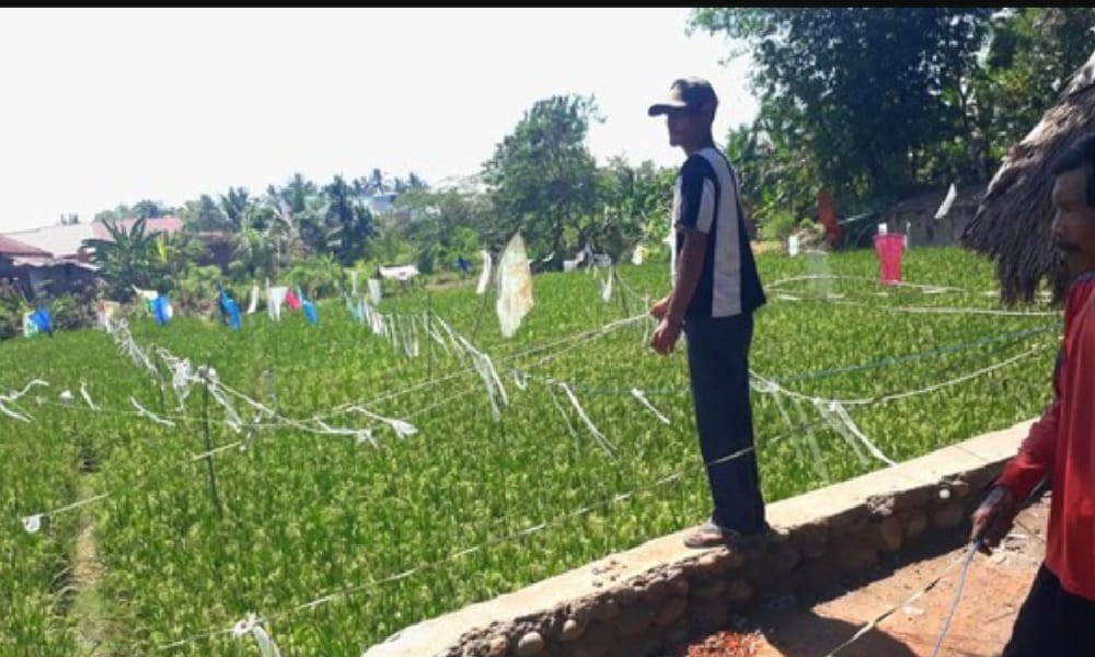 Petani di Lubuklinggau Gunakan Ketapel-Keprak Kaleng Usir Hama Burung