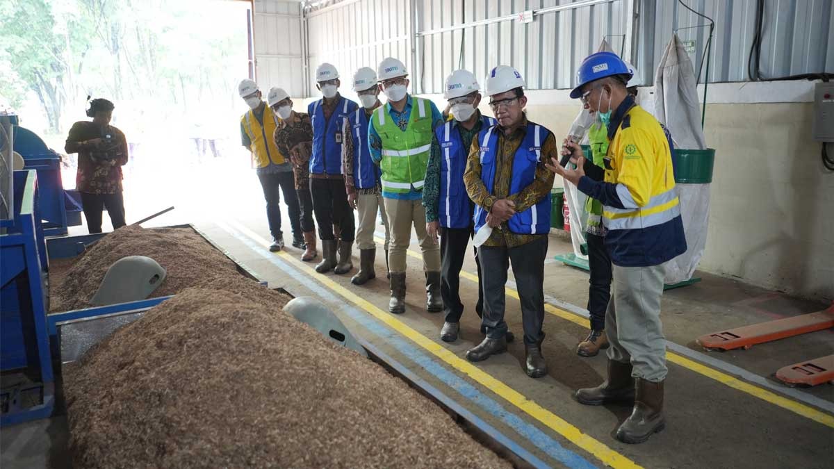 PT Bukit Asam Bangun Pilot Plant Wood Pellet, Kembangkan Biomassa dari Kaliandra Merah